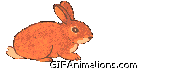 rabbit