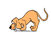 cat bites dog tail