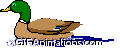 duck