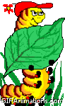insect