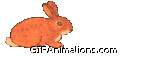 rabbit