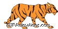 Striped Tiger walking right