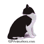 black white cat looking backward